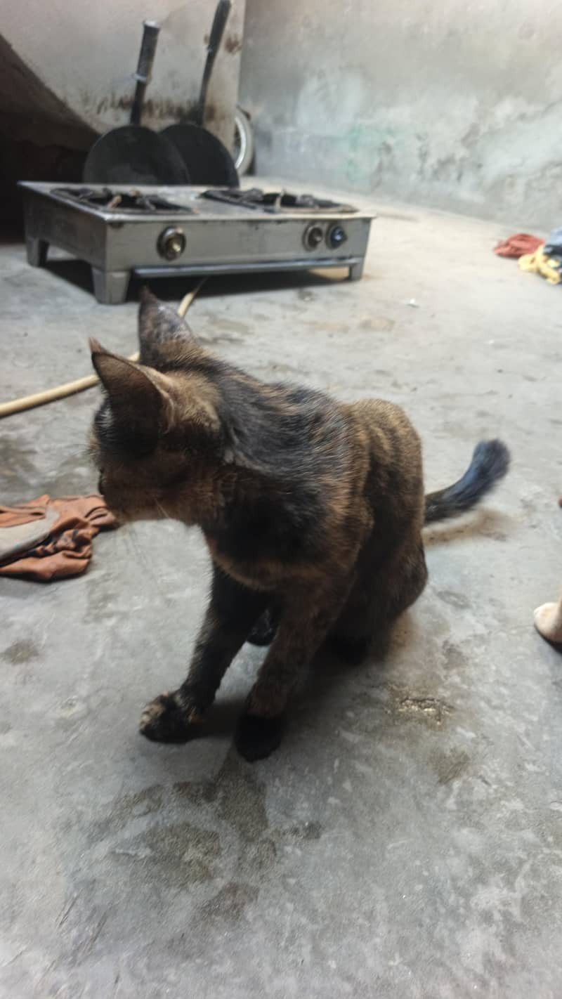cool cat 1