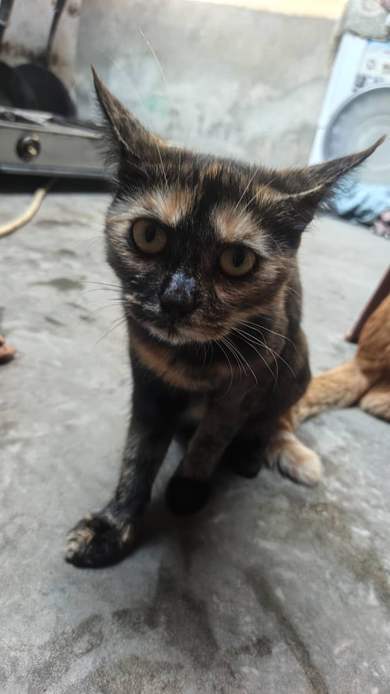 cool cat 2