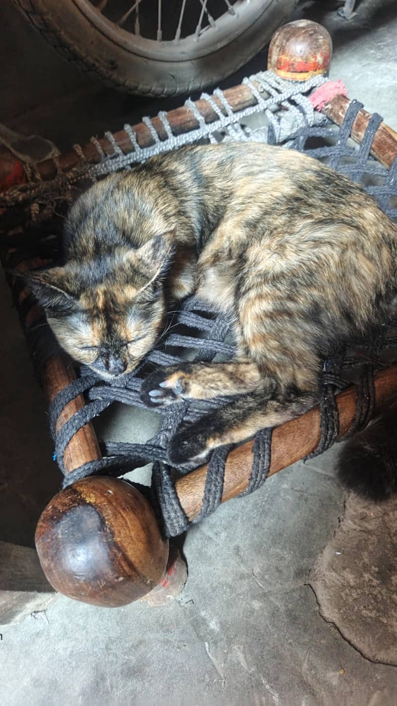 cool cat 3