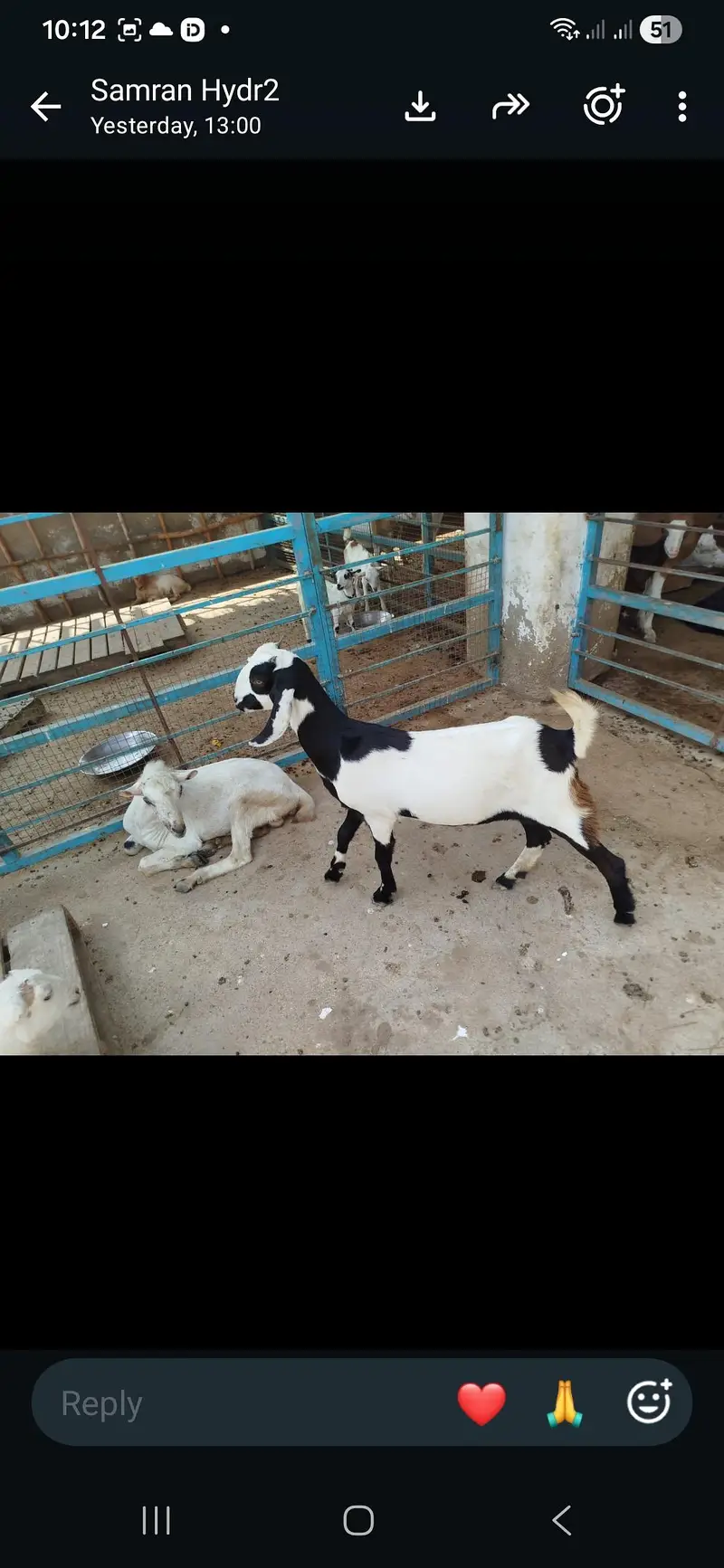beautiful breeding female — photo 2