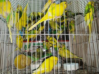 breader pair A-1 condition