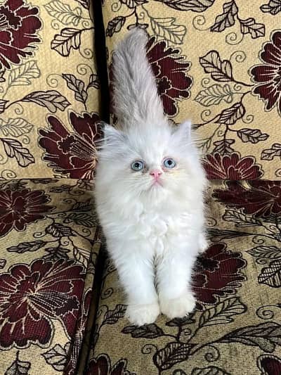 Cat | kittens | Persian | 3 Cote | Fluffy WA mesg 0348*0163* 063