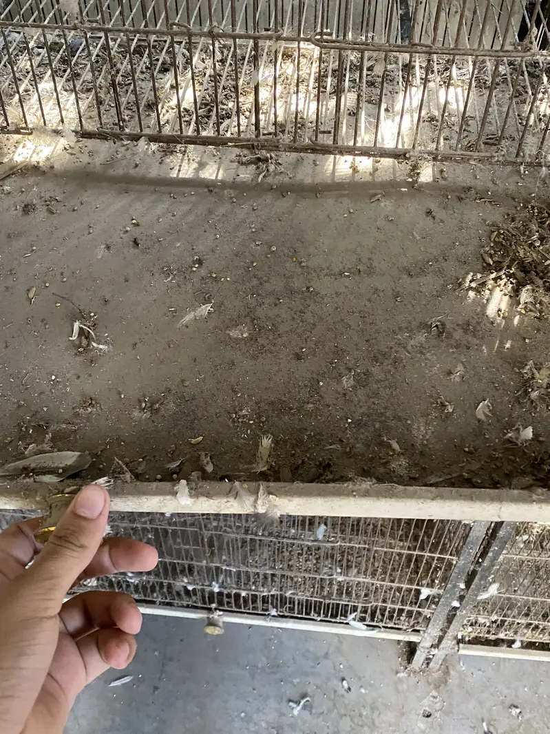 Iron cage — photo 2