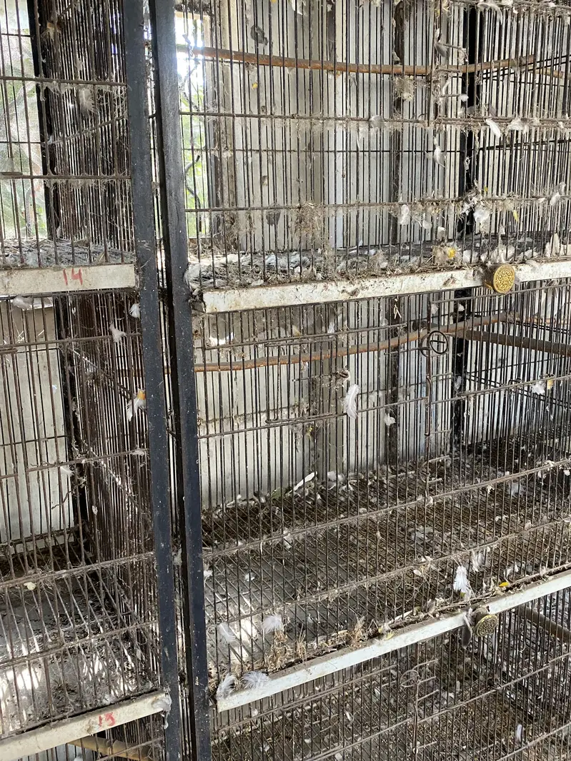 Iron cage — photo 3