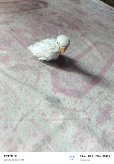 Creamino lovebird chick for tame