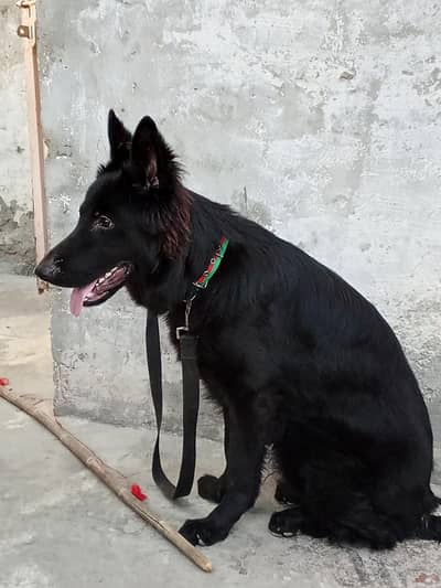 Black German shepherd long coat male for sale 8 month old