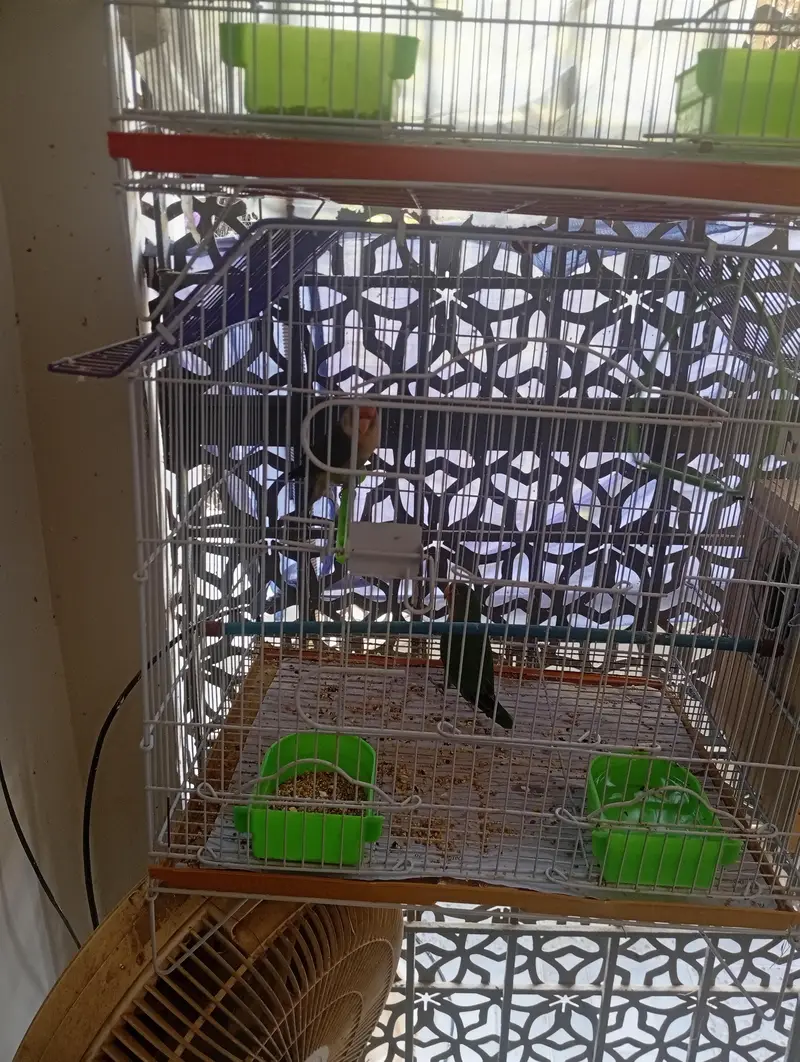 fisher pair with cage — photo 2