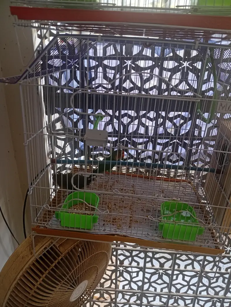 fisher pair with cage — photo 3