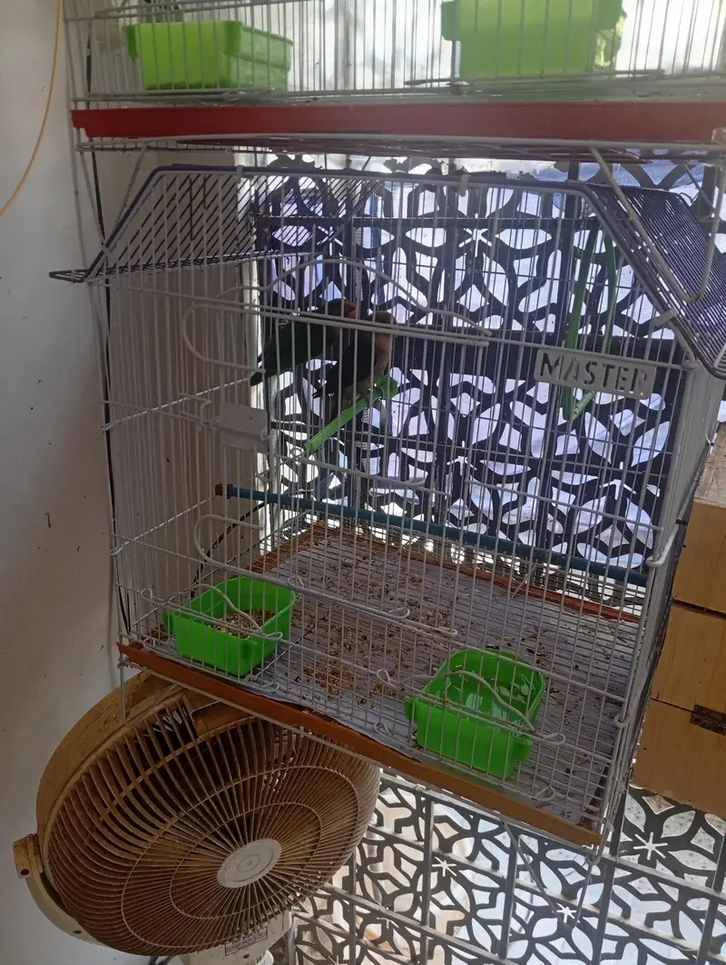 fisher pair with cage — photo 4