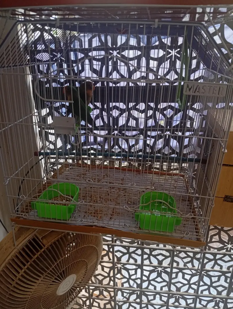 fisher pair with cage — photo 5