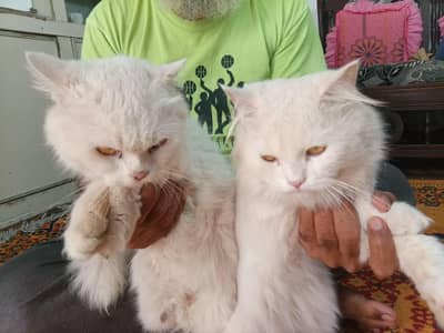 cats sale