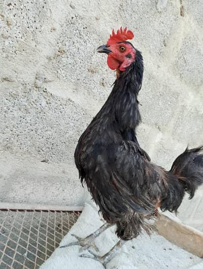 misri murga / misri murgi / golden misri / hens / murgi / murga / hen
