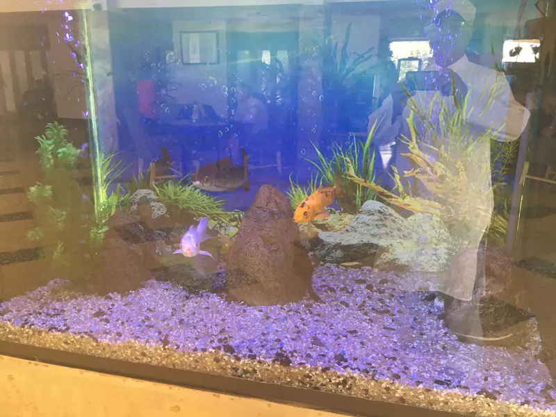 Aquariums plus accessories — photo 4
