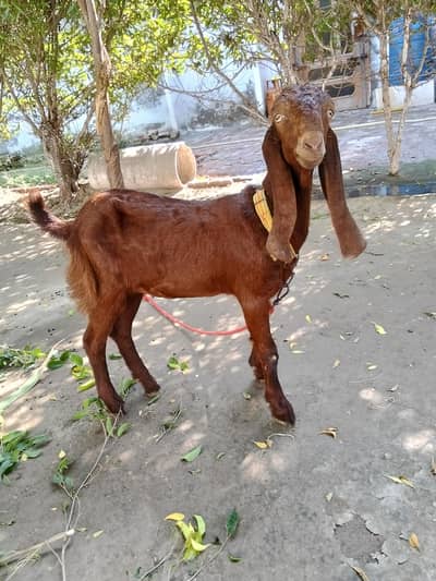 Bakri Beetal | Goat | sheep| 0300-0091606