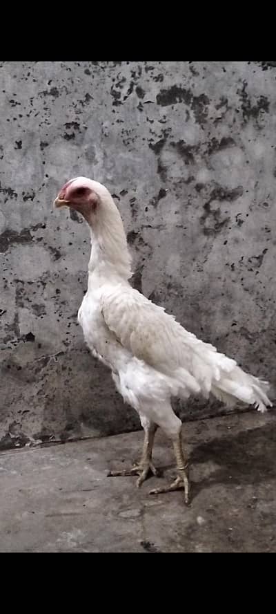 Pure White German Shamo Female