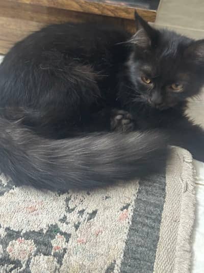pershian kitten