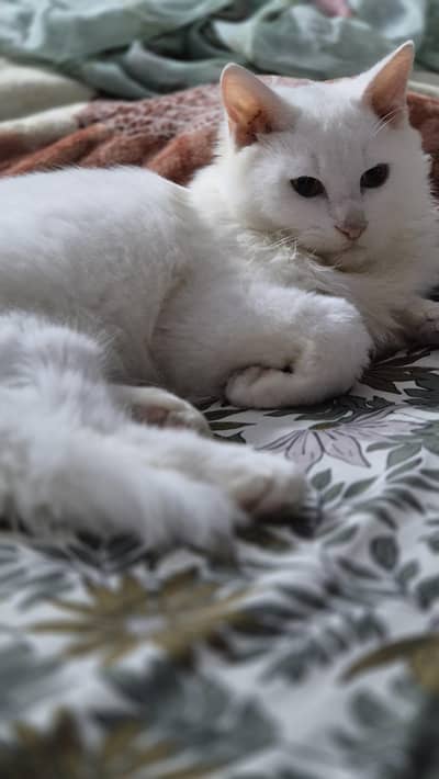 Playful white kitten 5 months old