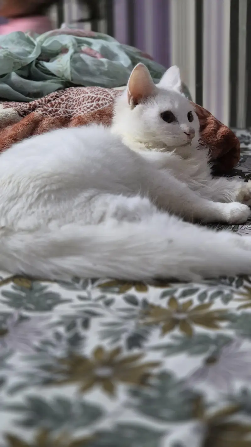 Playful white kitten 5 months old — photo 2