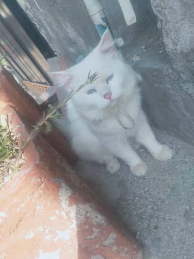 Male cat
