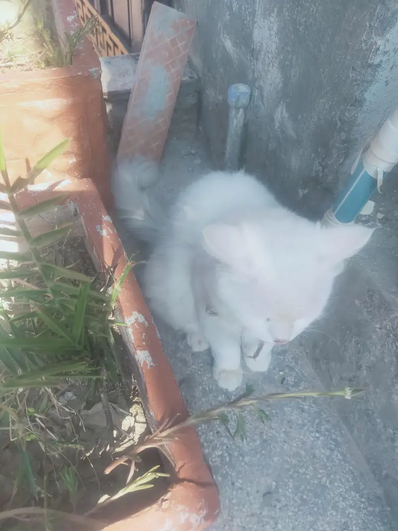 Male cat — photo 2