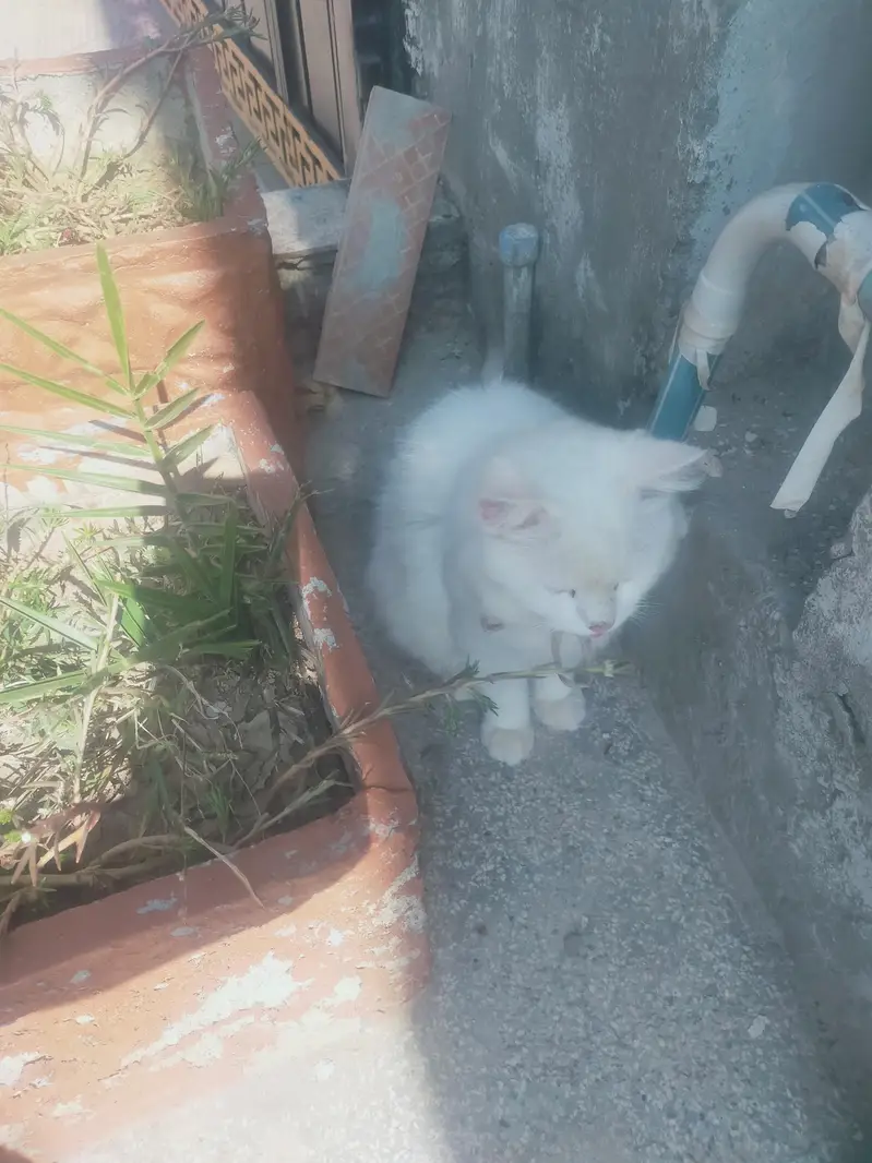 Male cat — photo 3