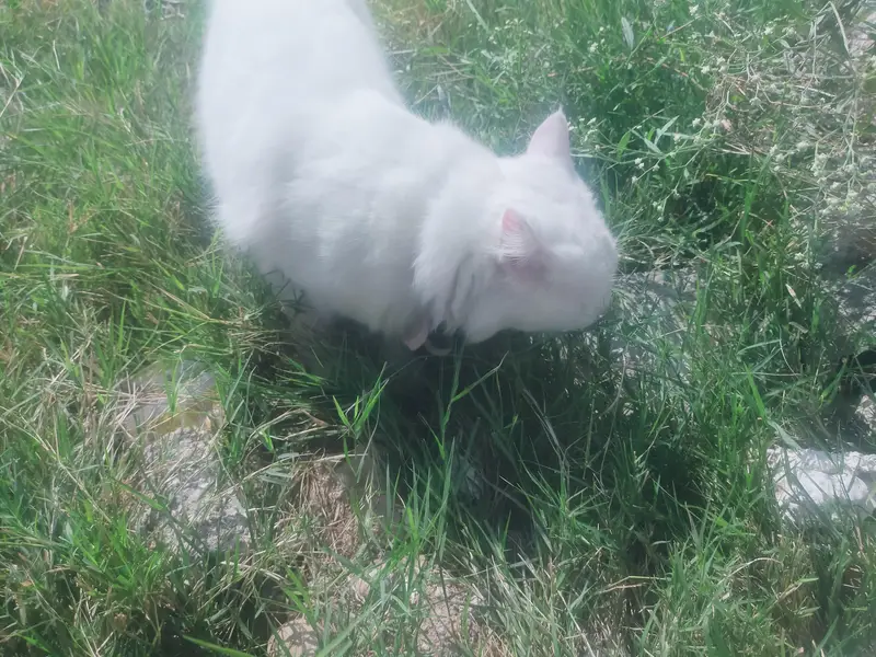 Male cat — photo 4