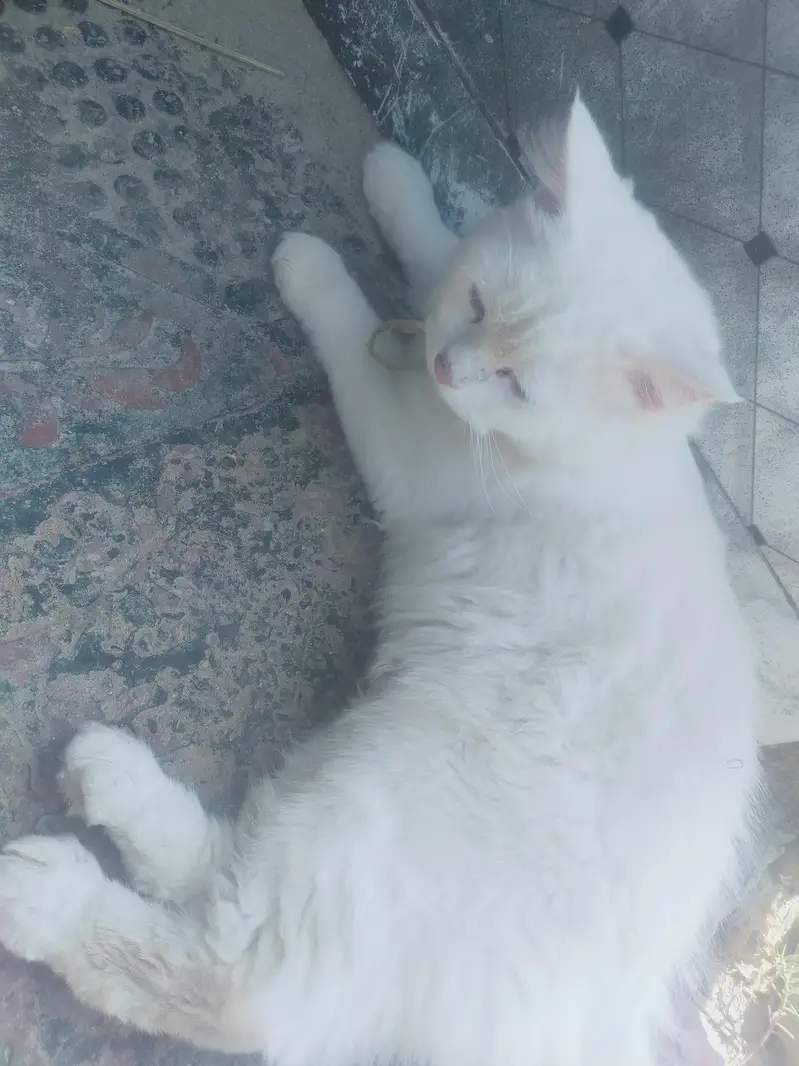 Male cat — photo 5