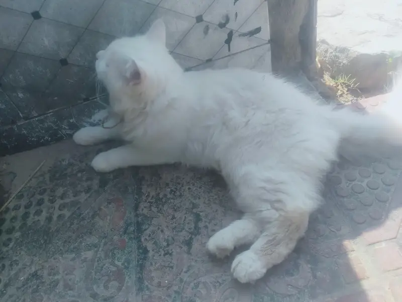 Male cat — photo 6