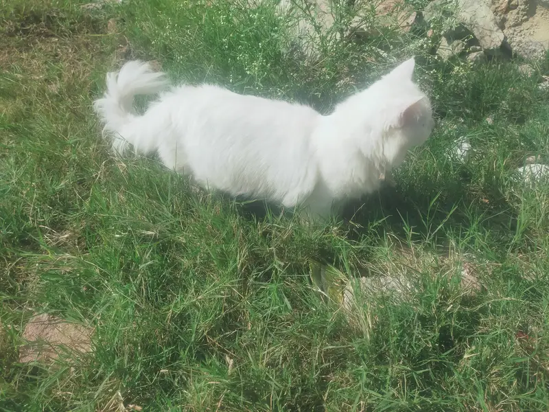 Male cat — photo 7