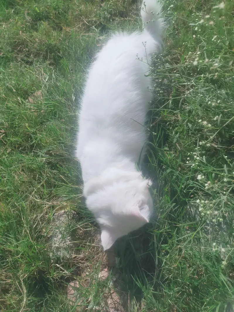 Male cat — photo 8