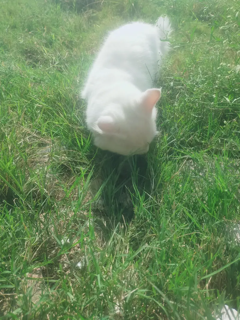Male cat — photo 9