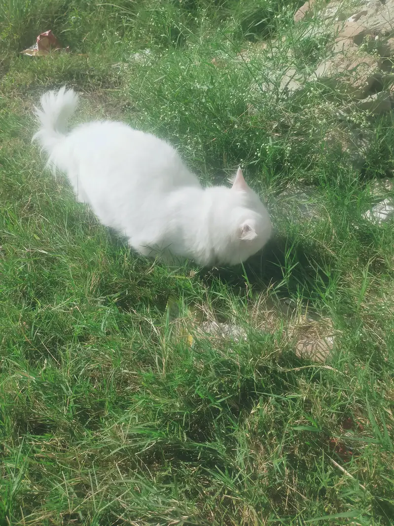 Male cat — photo 10