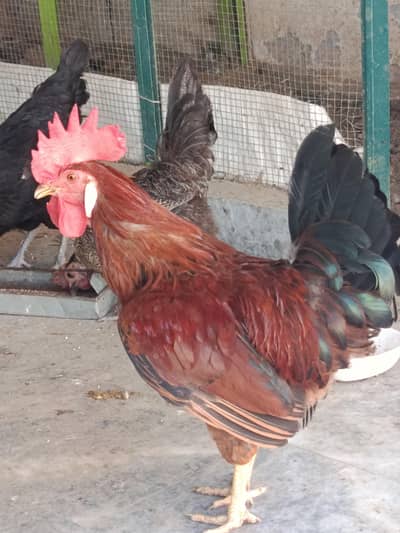 Breeder Misery Murgha