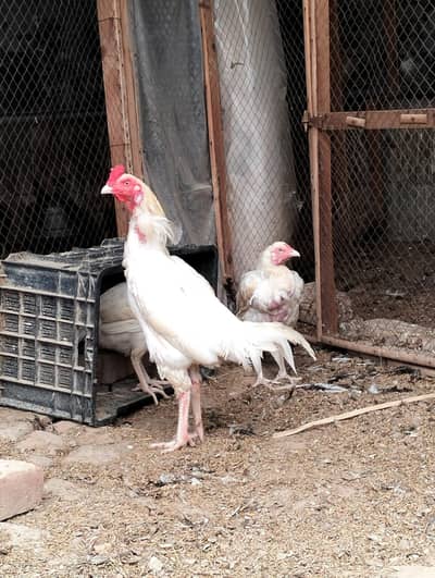 white heera aseel male and female available king o shamo