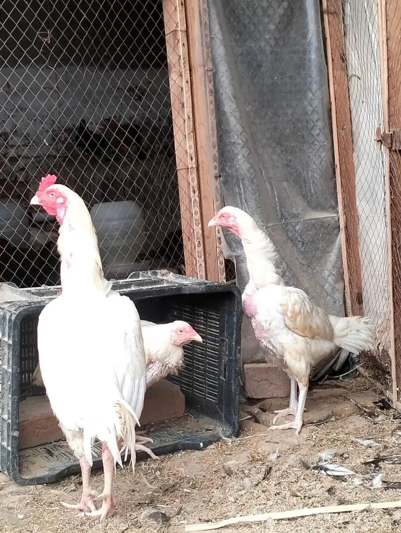 white heera aseel male and female available king o shamo — photo 2