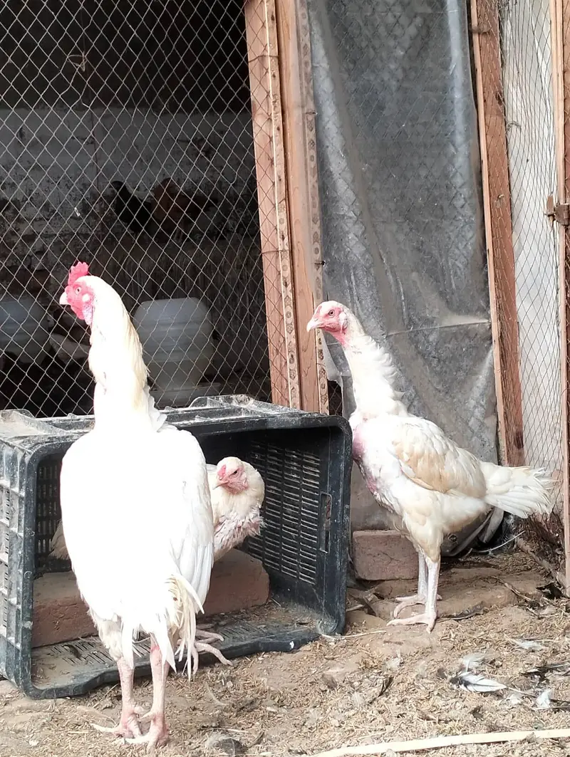 white heera aseel male and female available king o shamo — photo 3