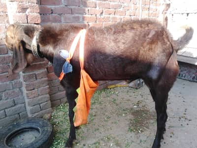Breader nagra bakra for sale