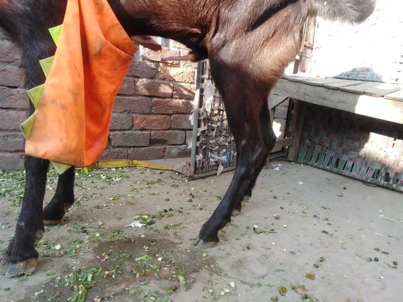 Breader nagra bakra for sale — photo 2