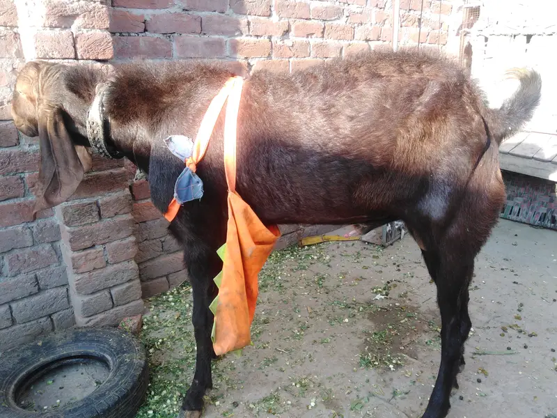 Breader nagra bakra for sale — photo 3