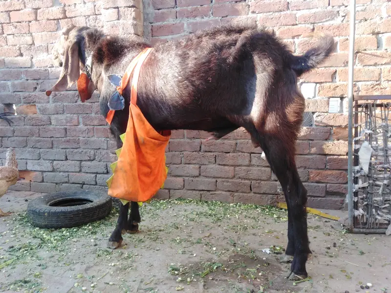 Breader nagra bakra for sale — photo 4