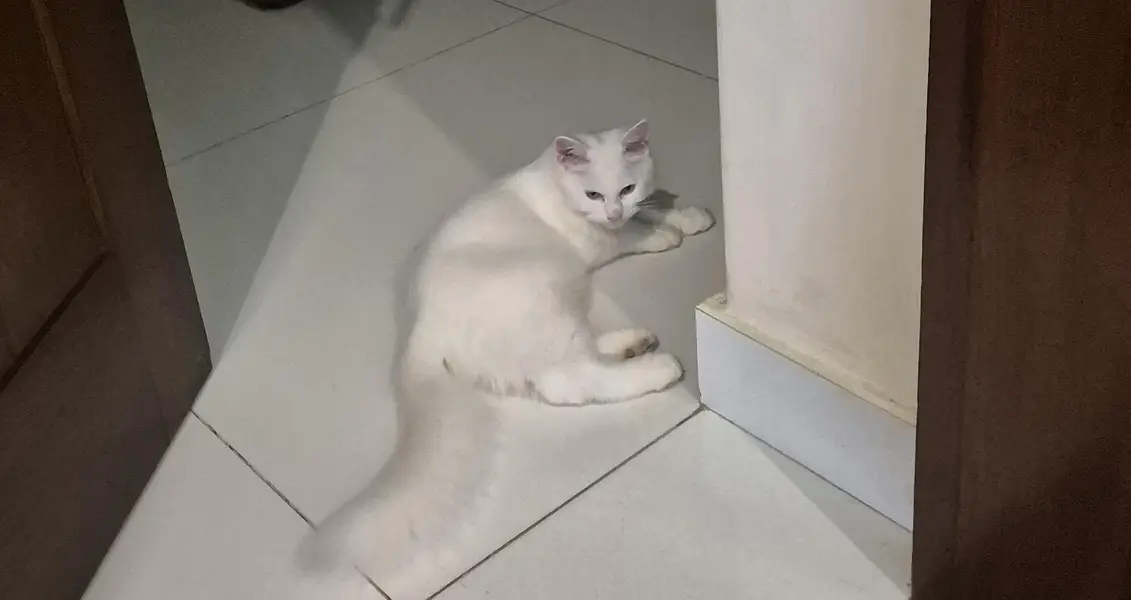 Playful white kitten 5 months old — photo 3