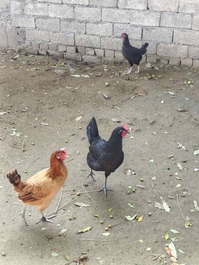 golden misri Egg laying