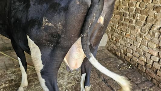 Black & White Dairy Cow for Sale in Pakistan