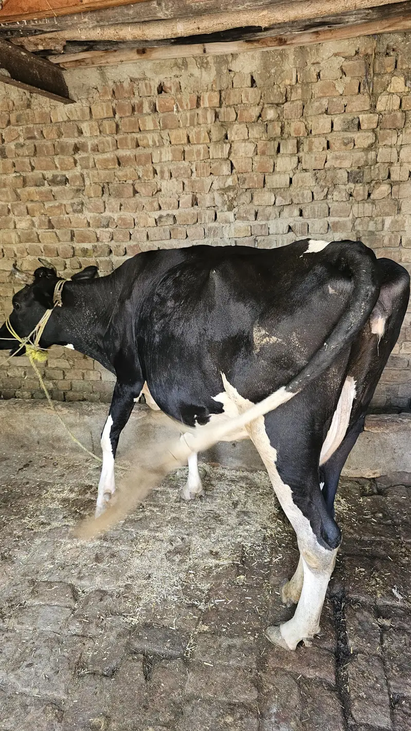 Black & White Dairy Cow for Sale in Pakistan — photo 2