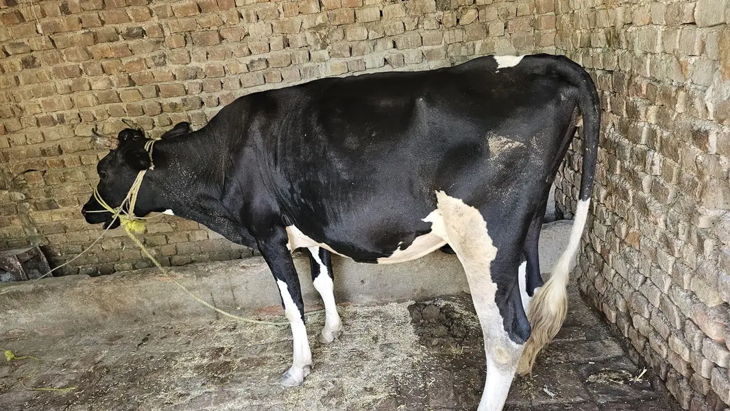 Black & White Dairy Cow for Sale in Pakistan — photo 3