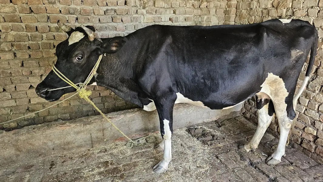 Black & White Dairy Cow for Sale in Pakistan — photo 4