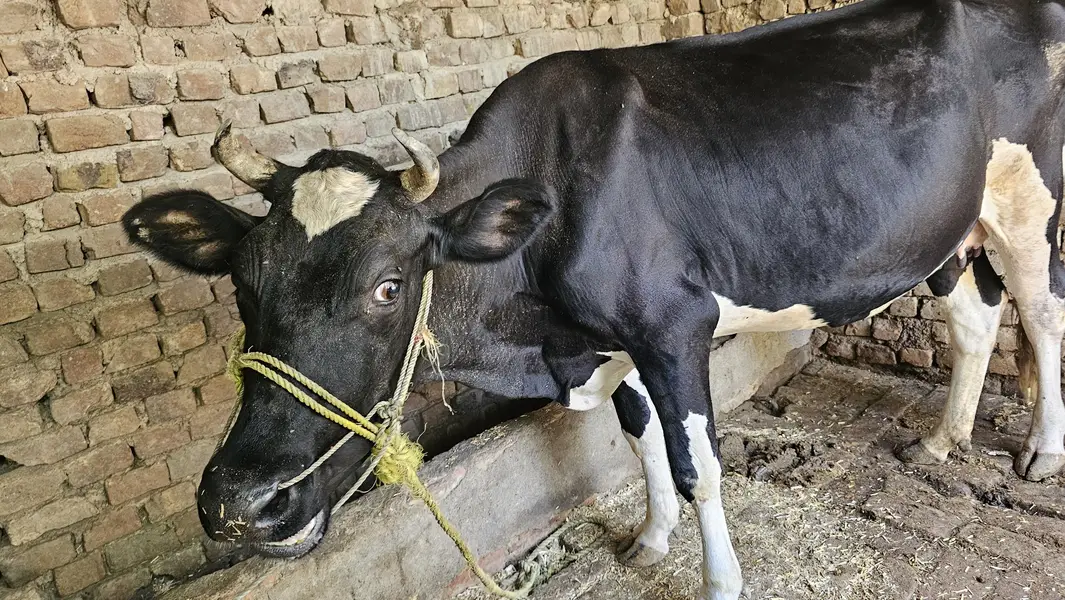 Black & White Dairy Cow for Sale in Pakistan — photo 5