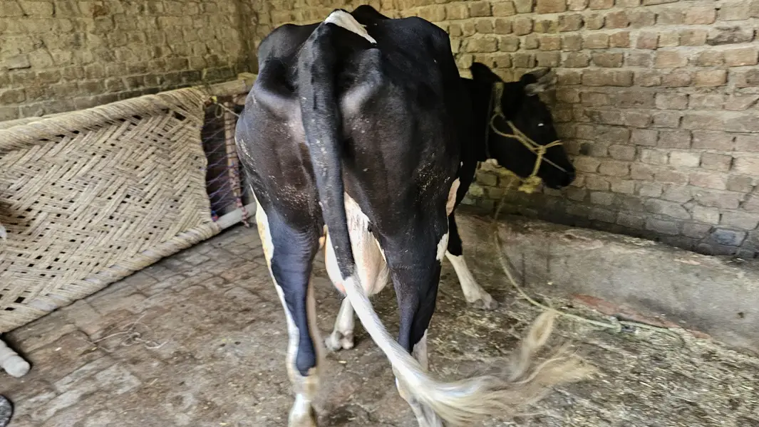 Black & White Dairy Cow for Sale in Pakistan — photo 6