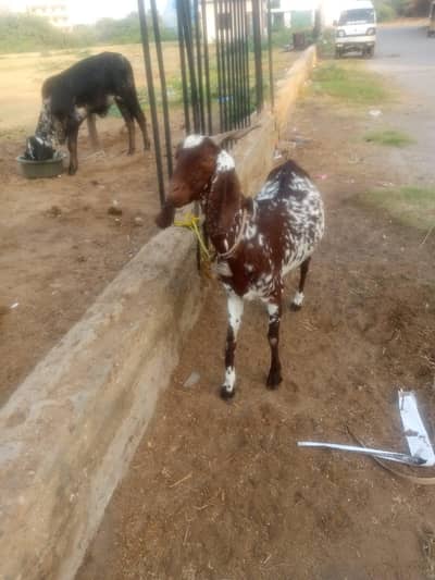 goat for sale