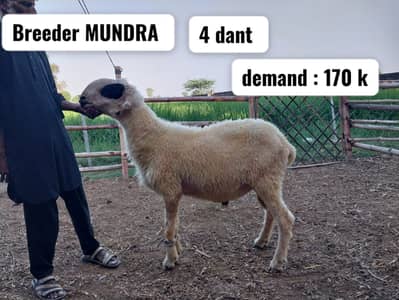 Sheeps | mundra sheeps | chahtra | mundra chahtra | D face sheep